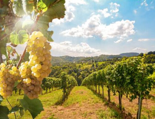 Sicilia: agricoltura, bando OCM Vino 2022/23: 5 milioni per promozione mercati extra Ue.